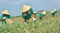 【今日資訊】乘時(shí)代東風(fēng) 南陽(yáng)艾產(chǎn)業(yè)蓬勃發(fā)展