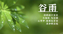 【二十四節(jié)氣灸】谷雨時(shí)節(jié)，用艾為您的健康加上一道保險(xiǎn)！